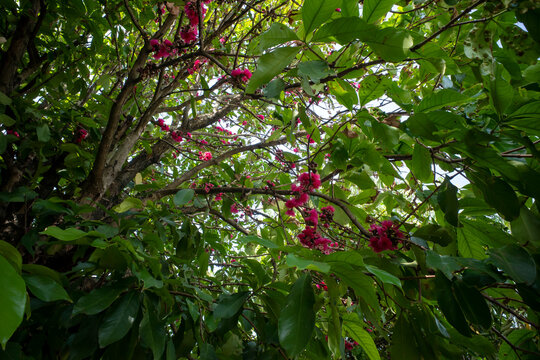 Red water apples fruit flowers, Syzygium aqueum on its tree, known as rose apples or watery rose apples