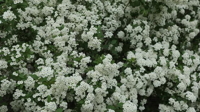 Delicate white spirea blossoms and fresh green leaves sway gently in the breeze. Shot on a tripod, this photo conveys an elegant, pure, and romantic mood, perfect for wedding invitations,