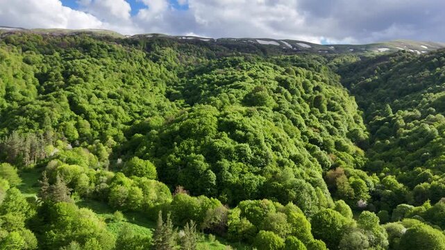 Cinematic aerial drone footage of lush green forested mountains in summer, scenic 4K nature landscape.