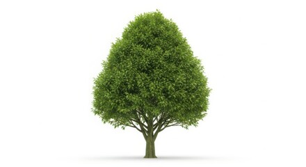 Naklejka premium Large green leafy tree with thick trunk standing alone