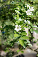 Fototapeta premium Vertical white flowers along leafy garden branch. Botanical portrait for decor print layout. Fresh shrub bloom suits nursery catalog