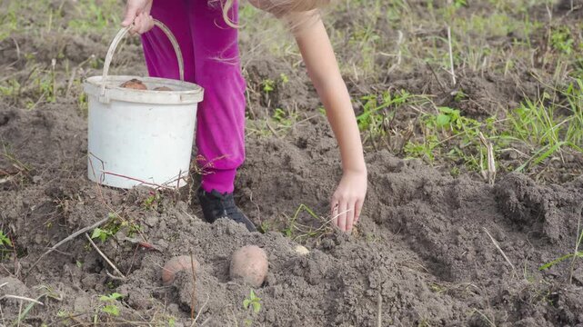 Little girl gathering fresh potatoes from the soil into a plastic bucket, Close-up of a child working in the garden during autumn potato harvest.