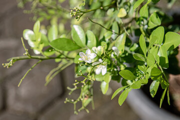 Naklejka premium Orange jasmine branch with white blooms and unopened buds. Fragrant garden shrub flowering in warm daylight. Natural green foliage for spring botanical design