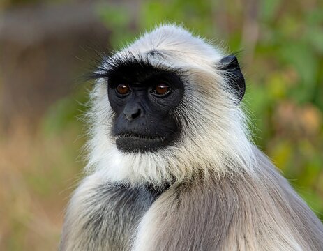 Close-up of a gray langur monkey showcasing black face, ears, and expressive brown eyes. Subtle fur details and neutral tones