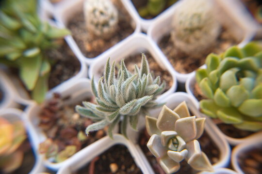 Mix of succulent plants, Crassula marnieriana, Crassula perforata ghost plant, succulent plants in the jade plant family, Crassulaceae