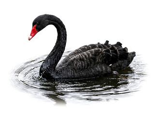 Naklejka premium A majestic black swan with a vibrant red beak gracefully glides on calm water, creating gentle ripples around its elegant form.