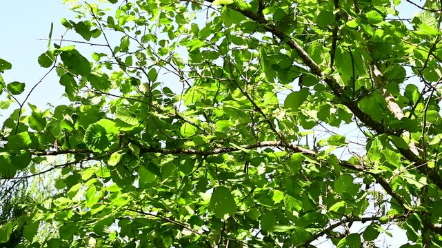 Tree leaves in the forest and wind in the Pilat Regional Natural Park, Loire, Veranne commune on May 28, 2026.