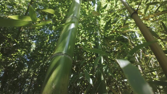 Fast-growing bamboo thickets сoncept. The notion of bamboo that exhibits accelerated growth