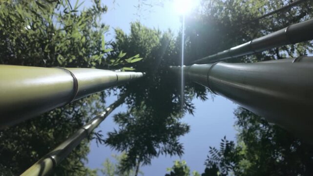 Bottom-up view of bamboo crowns against blue sky swirling overhead on a bright sunny day, backlit by the sun, camera rotating, spinning sensation
