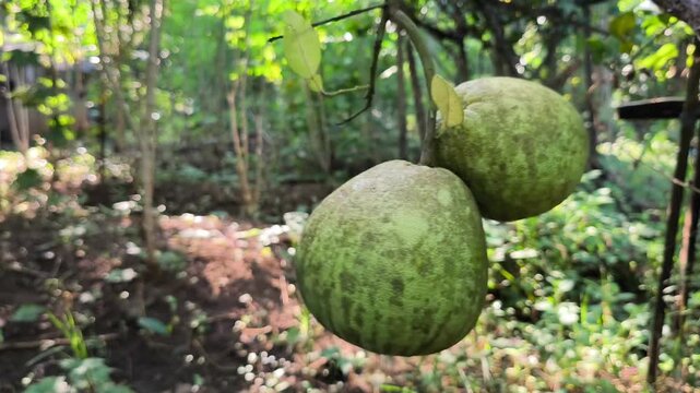 Two large green pomelo fruits hanging from a branch in the garden