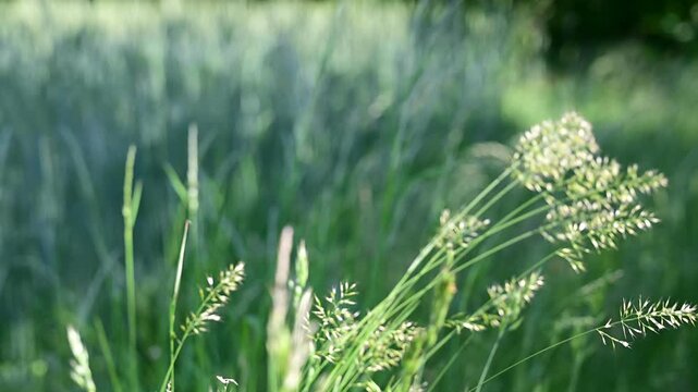 Agricultural field with grasses and wind in the Pilat Regional Natural Park, Loire, commune of Veranne on May 28, 2026.