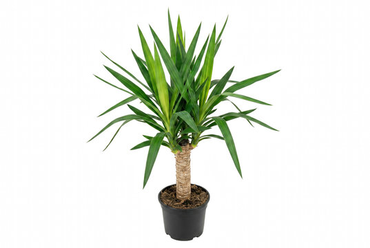 Vibrant Yucca Elephantipes Houseplant in a Pot