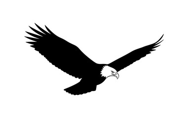 Fototapeta premium Bald Eagle In Flight Silhouette