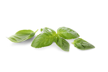 Fototapeta premium Green basil leaves on white background