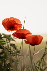 Fototapeta premium Three red poppies in a field