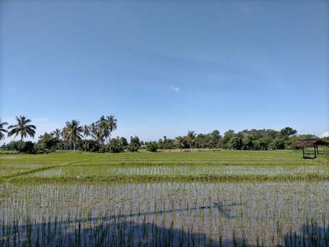 Tree field water. High quality photo