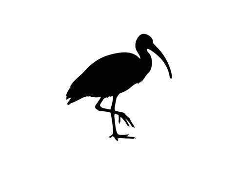 Silhouette of a wading bird