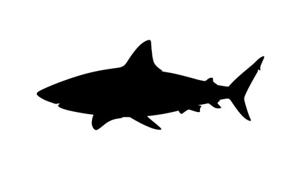 Fototapeta premium Shark Silhouette