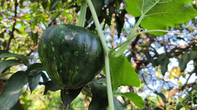 Young green pumpkin hangs from a long vine amidst lush vibrant garden foliage