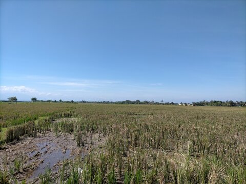Tree field water. High quality photo