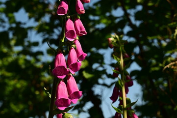 Purple foxglove plant in the Pilat Regional Natural Park, Loire, commune of Veranne on May 28, 2026. © romrom74