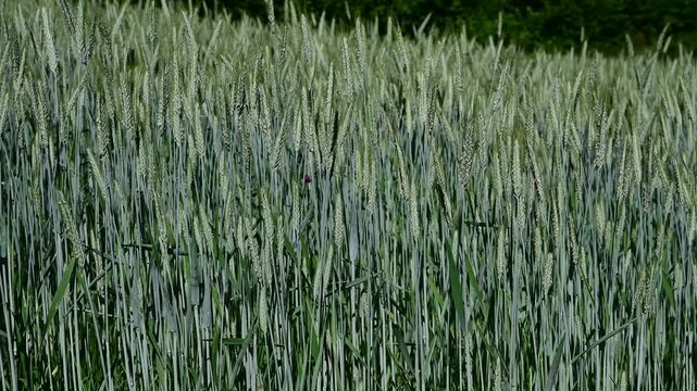 Wheat field and wind in the Pilat Regional Natural Park, Loire, Veranne commune, May 28, 2026.