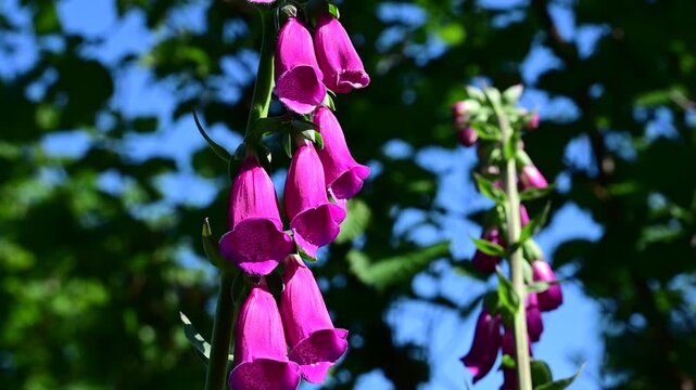 Purple foxglove plant in the Pilat Regional Natural Park, Loire, commune of Veranne on May 28, 2026.