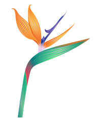 Bird of paradise flower illustration isolated on a transparent PNG background. Vibrant tropical botanical design element with bright orange and blue petals. © Oksana