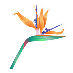 Bird of paradise flower illustration isolated on a transparent PNG background. Vibrant tropical botanical design element with bright orange and blue petals. © Oksana