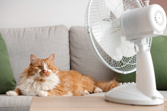 Funny cat lying on sofa in air flow from electric fan
