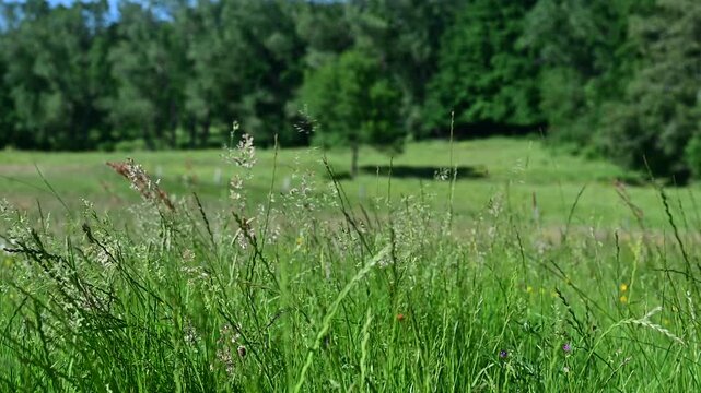 Farmland and wind in the Pilat Regional Natural Park, Loire, Veranne commune, May 28, 2026.