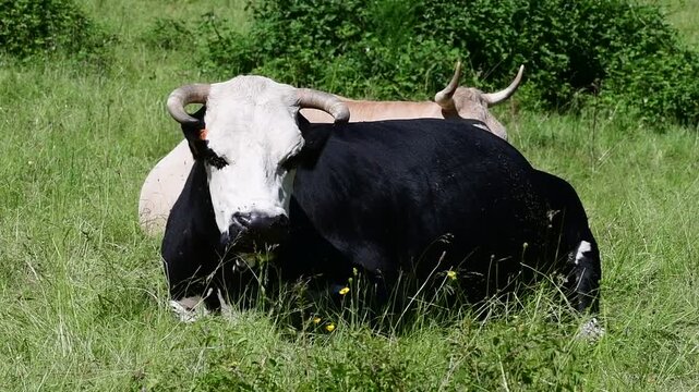 Dairy cow in a field in the Pilat Regional Natural Park, Loire, commune of Veranne on May 28, 2026.