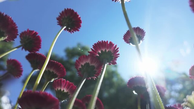 Red English daisies (Bellis perennis) are seen swaying in the breeze against a blue sky on a sunny day, with backlit by sun, bottom-up view