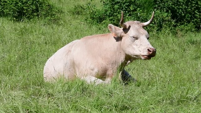 Dairy cow in a field in the Pilat Regional Natural Park, Loire, commune of Veranne on May 28, 2026.
