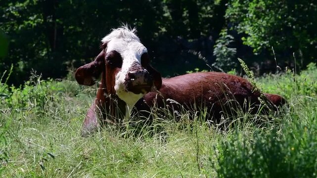 Dairy cow in a field in the Pilat Regional Natural Park, Loire, commune of Veranne on May 28, 2026.