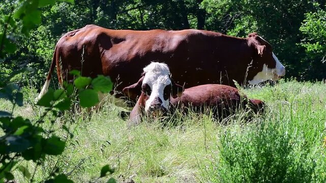 Dairy cow in a field in the Pilat Regional Natural Park, Loire, commune of Veranne on May 28, 2026.