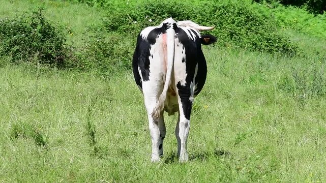 Dairy cow in a field in the Pilat Regional Natural Park, Loire, commune of Veranne on May 28, 2026.