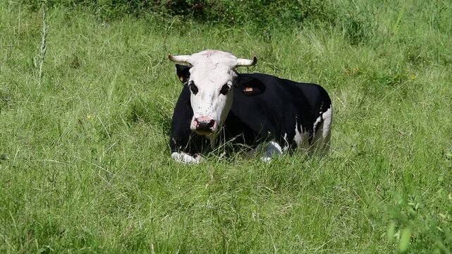 Dairy cow in a field in the Pilat Regional Natural Park, Loire, commune of Veranne on May 28, 2026.