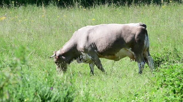 Dairy cow in a field in the Pilat Regional Natural Park, Loire, commune of Veranne on May 28, 2026.
