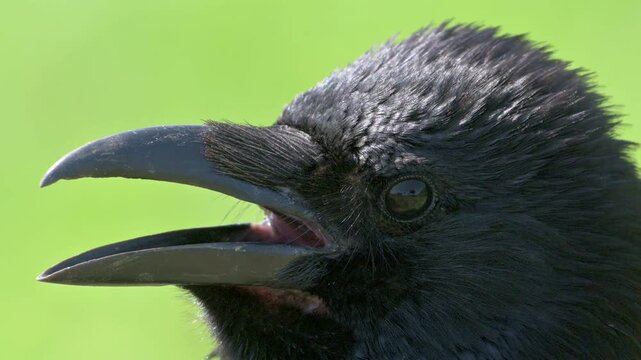 Carrion Crow (Corvus corone) head in closeup. May, Kent, UK [Half speed]