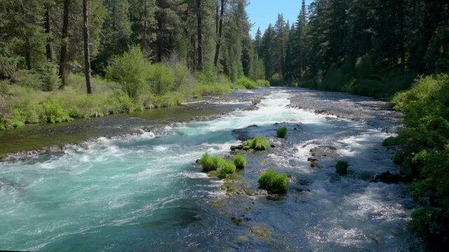 Colorful waters of the Metolius River flowing through a forest of Ponderosa Pine near Camp Sherman in central Oregon