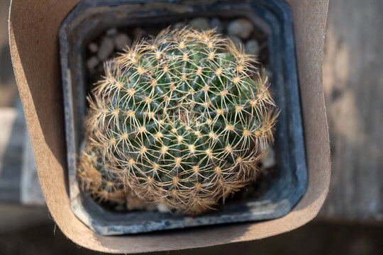 PLANTAS