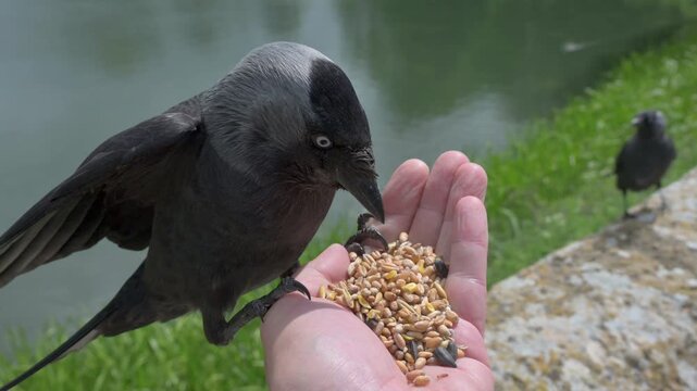 Jackdaw (Corvus monedula) eating seeds from the photographer's hand. May, Kent, UK [Half speed]