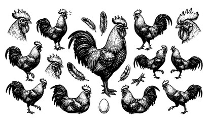 Rooster, Chicken and Farm Bird Vintage Engraving Style Vector Illustration Set © Songkari