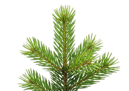 Fresh spruce branch with vibrant green needles and twigs isolated on transparent background