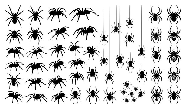 Spider Silhouette Collection Black Insect and Arachnid Vector Illustration Set