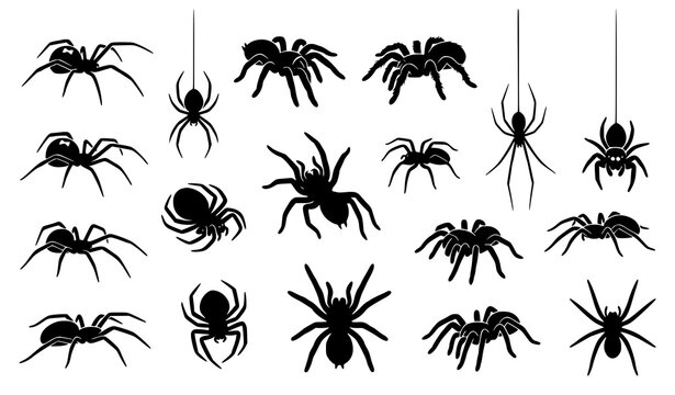 Spider Outline, Silhouette and Creepy Crawling Insect Vector Collection