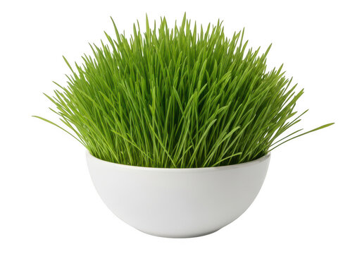 Fresh green grass clump in a minimalist white bowl isolated on transparent background