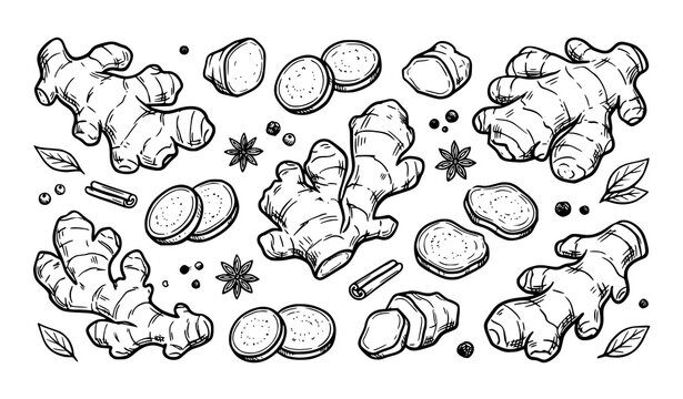 Hand Drawn Ginger Root, Spice, Herb and Organic Ingredient Sketch Vector Illustration Set