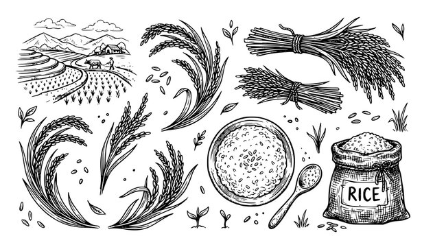 Hand Drawn Rice Plant, Grain, Bowl and Organic Food Sketch Vector Collection
